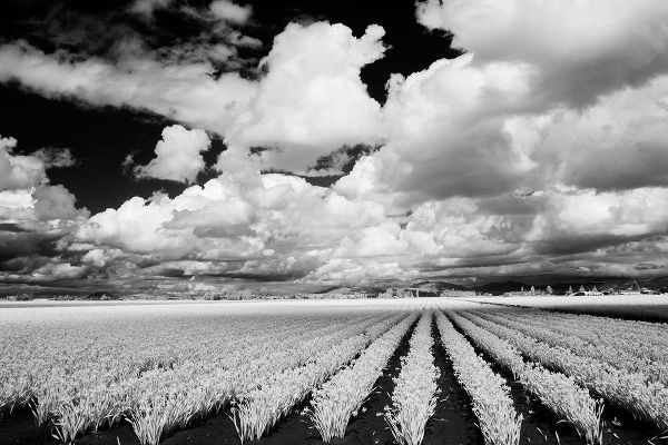 Eggers, Terry 아티스트의 USA-Washington State-Skagit Valley-Large field of Tulip rows and clouds작품입니다.